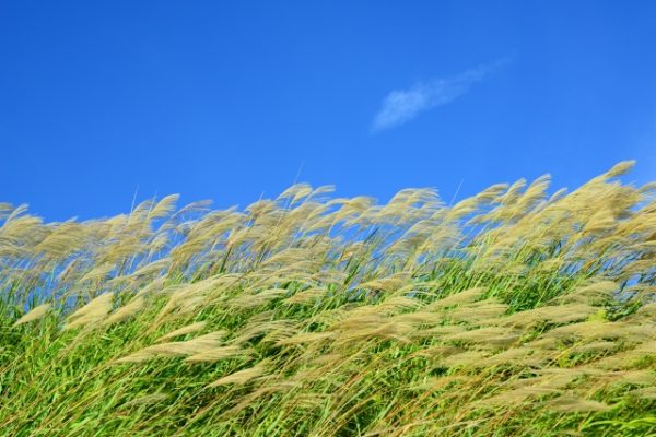 ススキ秋の気配