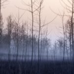 樹林・霧