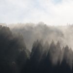 霧と樹林