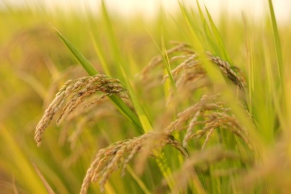 黄金の稲穂１